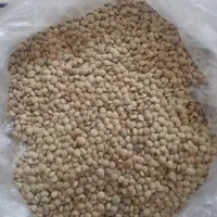 عدس محلی ریز