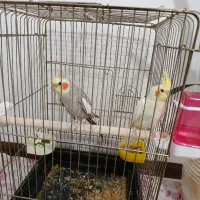 یک جفت عروس هلندی