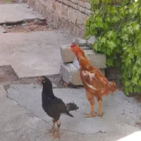 مرغ و خروس