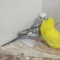 یک جفت مرغ عشق  و یک کپوت