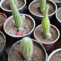 تعدادی کاکتوس