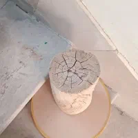 کنده درخت سالم وچوبهایه گرد