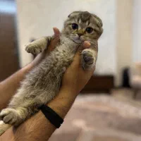 دبل فولد اسکاتیش
