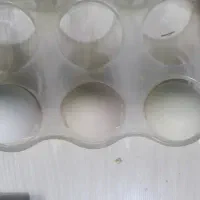 تخم مرغ مرندی نطفه دار
