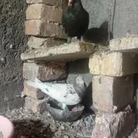 یک جفت هفرنگ