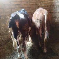 گوساله ماده