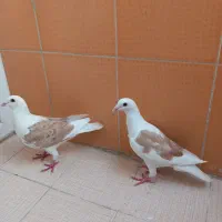 تعدادی رنگی و پلاکی آبپخش