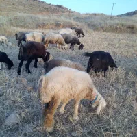 فروش میش