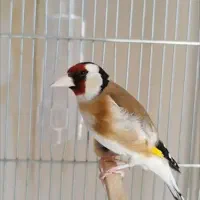 سهره مست بخون