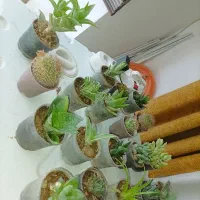پک کاکتوس از نوع ساکولنت