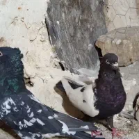 کبوتر