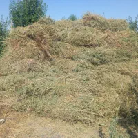 یونجه
