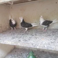 کبوتر|پرنده|محمودآباد, |دیوار