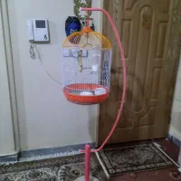 قفس پرنده