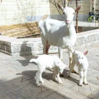 بزالپاین سانن مرسیا