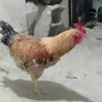 مرغ خروس