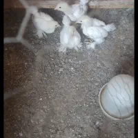 جوجه ۴۰ روزه برهما