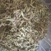 آویشن