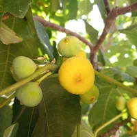 انجیر زرد تازه مربایی