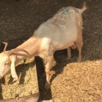 بز و میش دوقلوزا