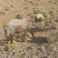 میش فروشی