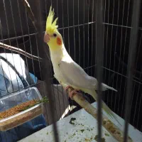 عروس هلندی جوجه دستی