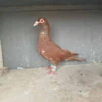 ماده سرخ،پلاکی یا میولمنز