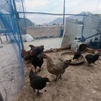 مرغ تخم گذار جوان