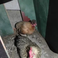 مرغ تخم گذار
