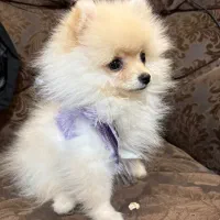 سگ پامر خرسی