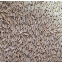 فروش گندم دیم