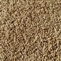 تخم کتان تمیز