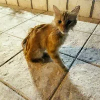 یک عدد گربه خانگی پیدا شده