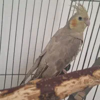 عروس هلندی خوشگل ماده ۶ماهه