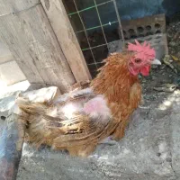 مرغ تخمگذار