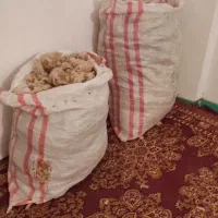 پشم گوسفند و کرک پرز رنگی