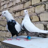 کفتر دمبی، کله، طوقی، یال