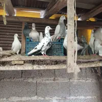 کبوتر پرشی