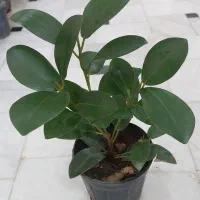 گل وگیاه اپارتمانی سانسوریا قاشقی خرفه فیکوس جنگلی