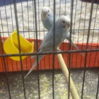 مرغ عشق