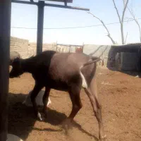 نر گاومیش