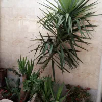 یوکا