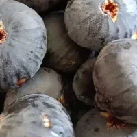 انجیر تازه