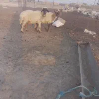 قوچ وگوسفند