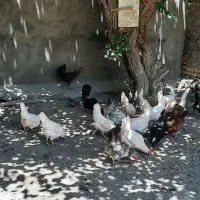 مرغ و خروس