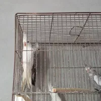 فروش تعدای عروس هلندی خانگی