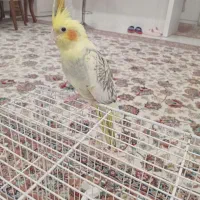 عروس هلندی ماده