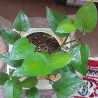 پتوس . زاموفیلیا
