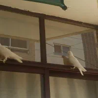 کبوتر پاپری رائبی