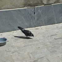 کفتر|پرنده|تهران, اوقاف|دیوار
